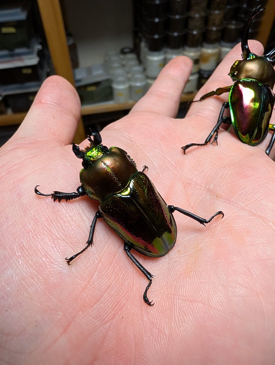 虫の兄ちゃん@兜鍬武蔵 tweet media