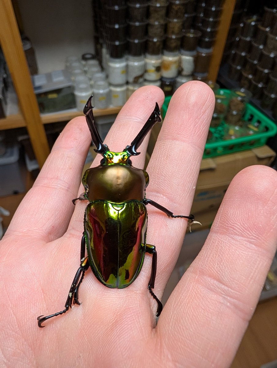 虫の兄ちゃん@兜鍬武蔵 tweet media