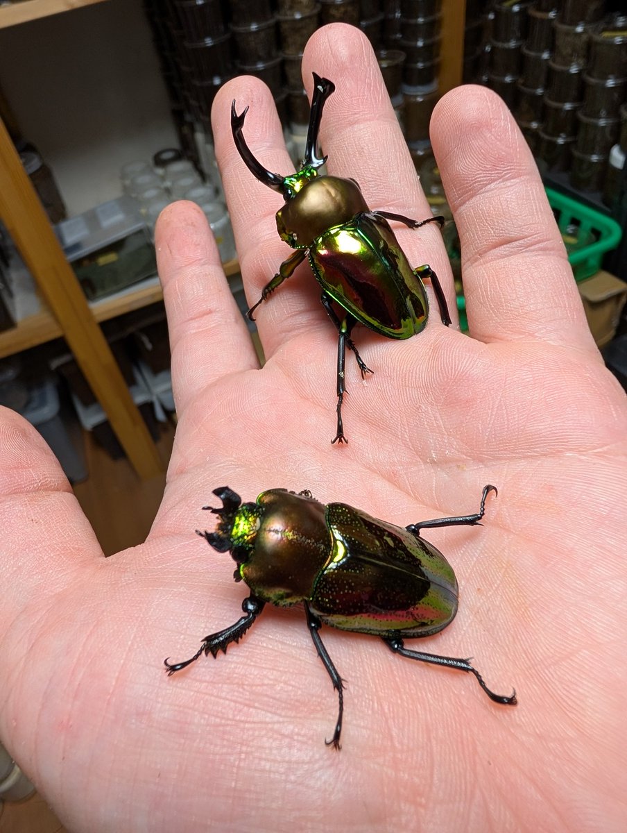 虫の兄ちゃん@兜鍬武蔵 tweet media