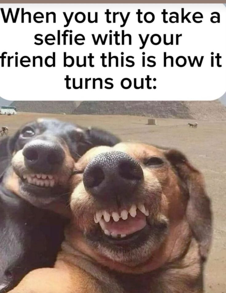 Austin Capps tweet media