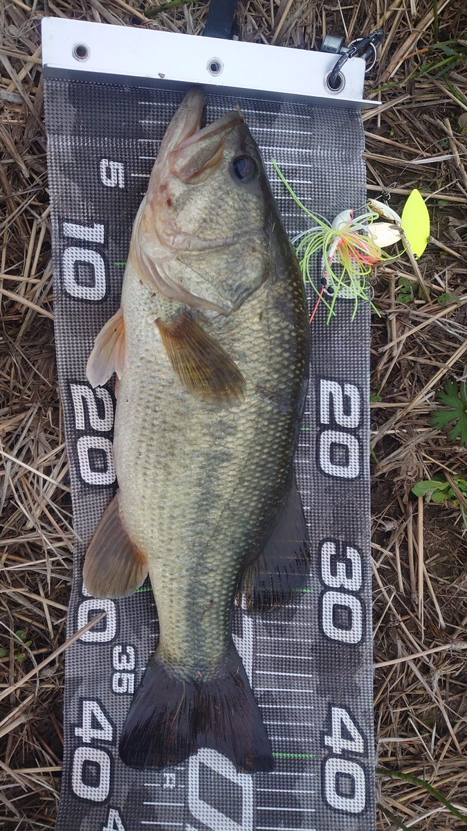 パイセン氷室 tweet media