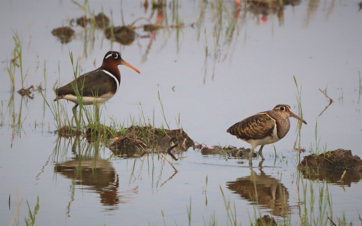 #日本野鳥の会ひょうご の、2026年６月の探鳥会（野鳥観察会）のご案内はこちらです。
　　　　　　　　　　↓
wbsj-hyogo-2.sakura.ne.jp/event/jun2026/

会員・非会員を問わず、どなたでもご参加いただけます。１部、事前申込制の探鳥会もありますので、ご注意ください。