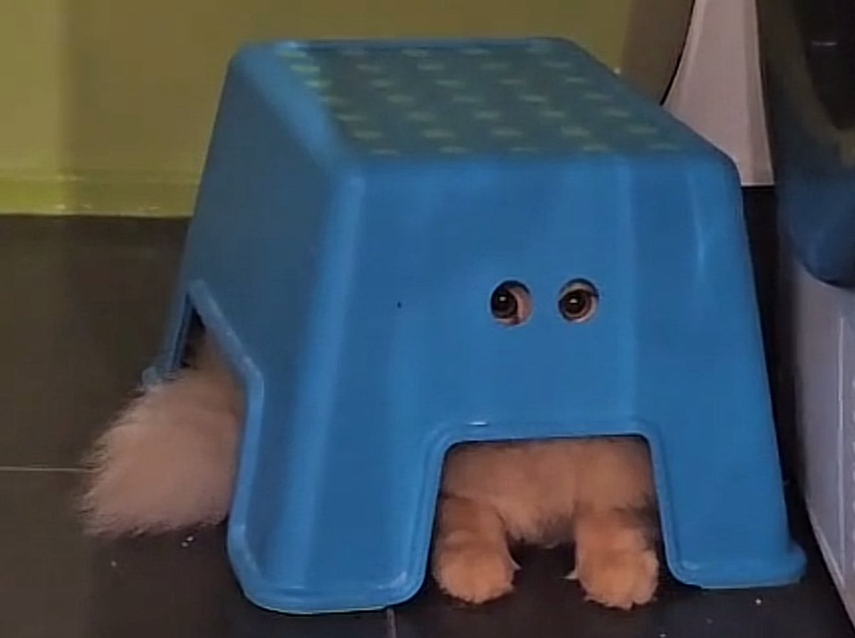 Alexander's Cartographer tweet media