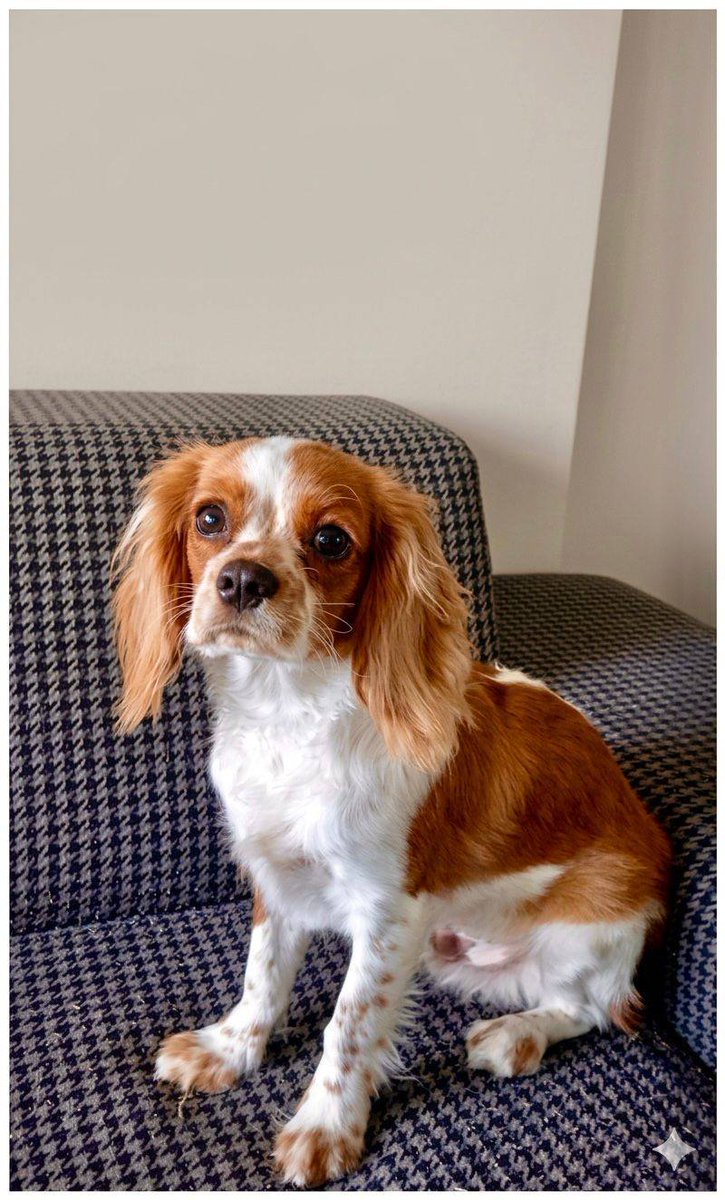 Zülal Kutluer tweet media