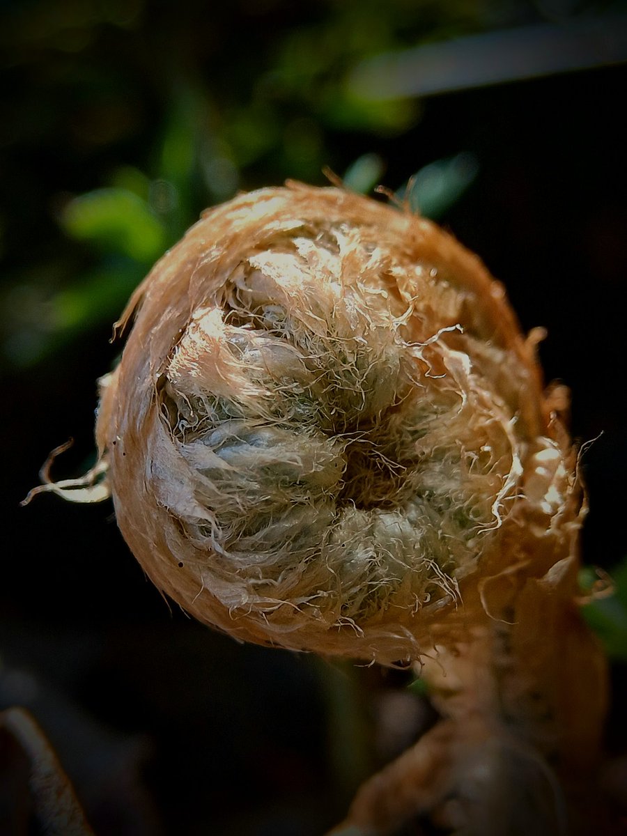 SewellLeigh's tweet photo. Unfurling π
#macromonday #mondaymorning #mossisboss #nature #naturephotography #macro https://t.co/9u3LKoh1Pk