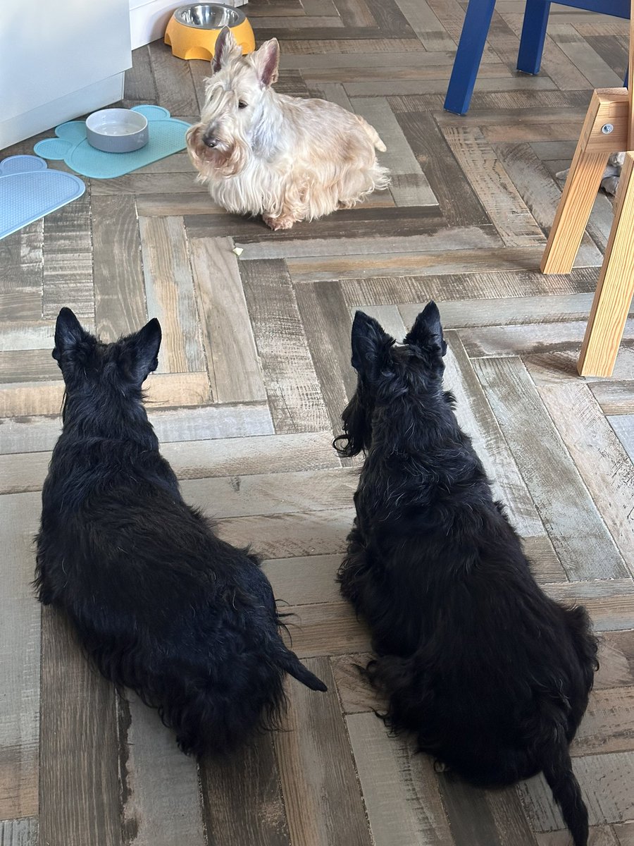 Банщик Эда Ширана tweet media