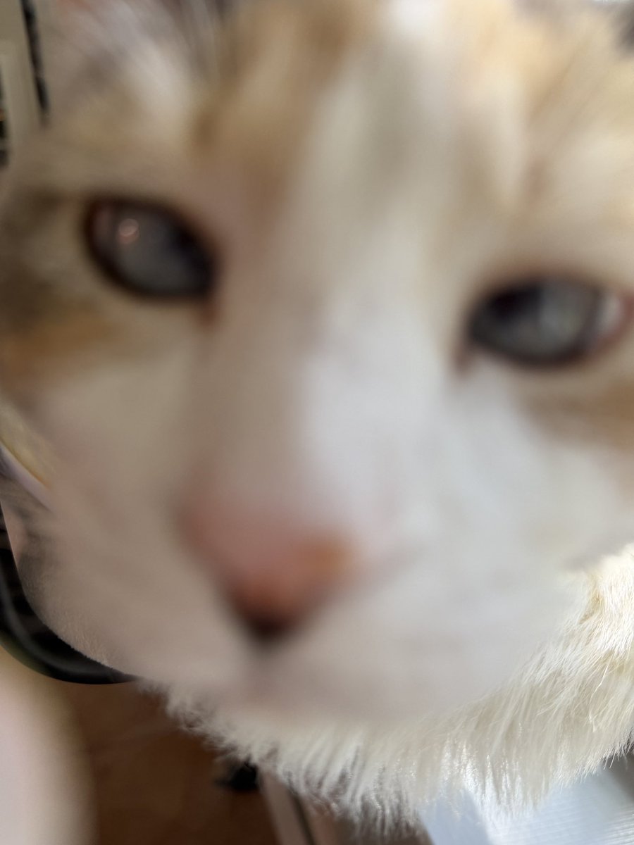 Panko A. Cat’s Mom tweet media