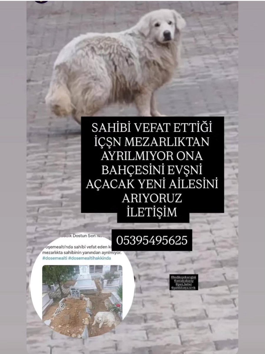 Zülal Kutluer tweet media