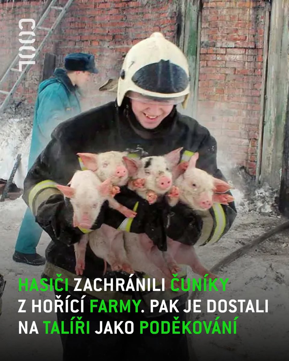 WalidH1998irqcz's tweet image. V roce 2017 v Anglii vytáhli hasiči 18 selat a dvě prasnice z hořící stodoly a o pár měsíců později jim farmářka poslala jako díky klobásy z těch stejných prasat.🐖

Zdroj: greatestreaction

#primacool