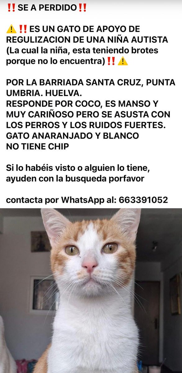 Lola Cabrillana tweet media