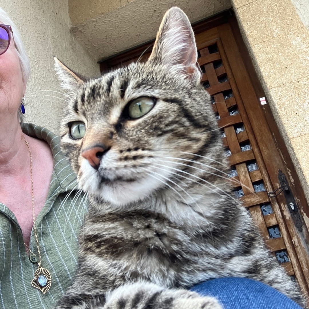 vigipets's tweet image. 🟠 🐱 Chat perdu le 04/04/2026 à Valliguières (30210).
Race : Européen / Âge : 14 an(s)
L’Artiste dit Titi / Mâle / Identifié(e) : Oui

☎️ 0672153460
📧  valeriecervera630@gmail.com

#chatperdu #chattrouve #chat #perdu #trouve