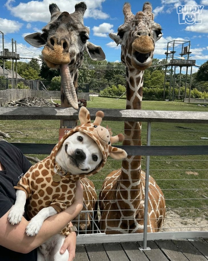 Tweets of Dogs tweet media