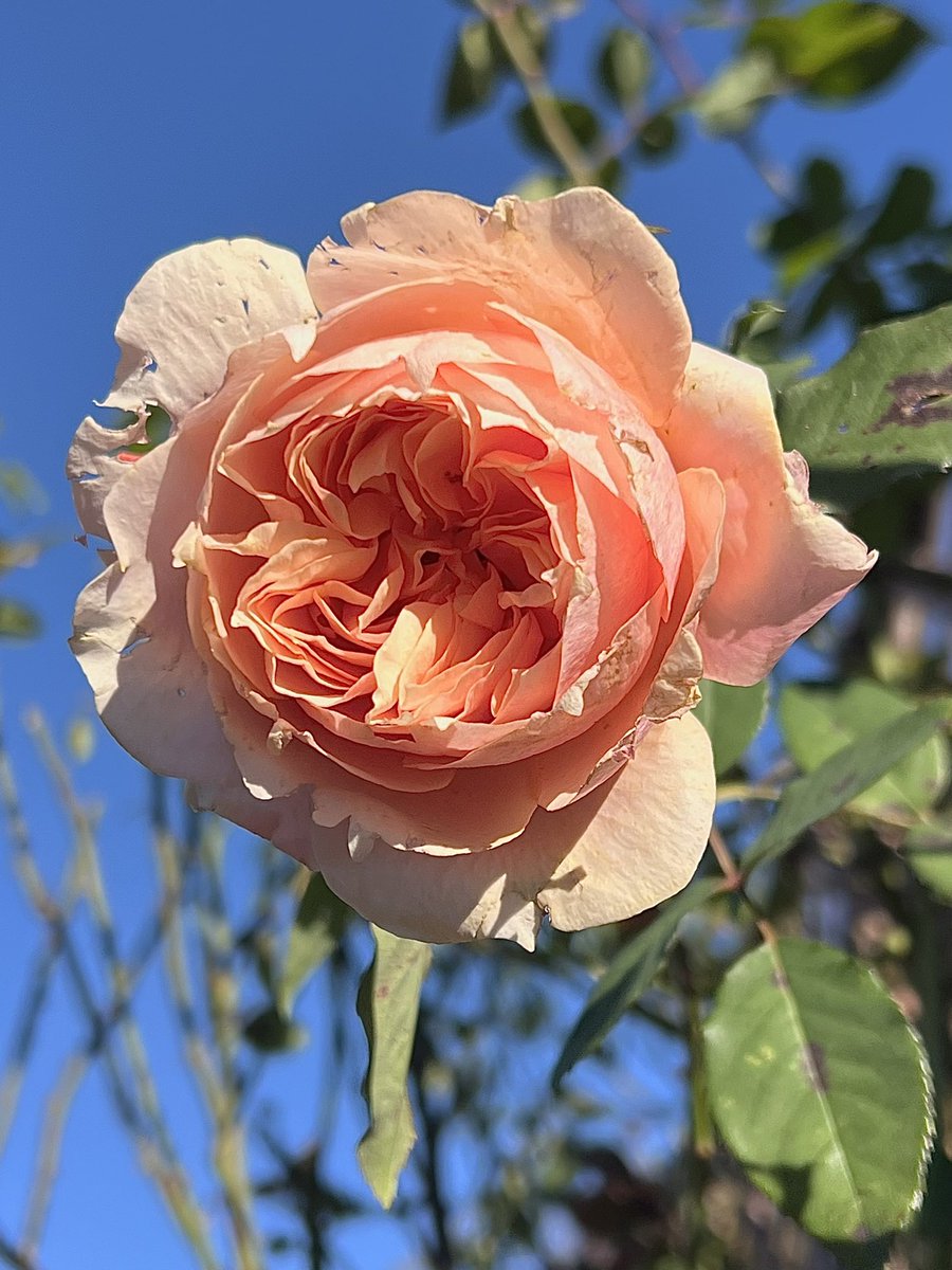 ︎𖧧 西沢 春海 tweet media