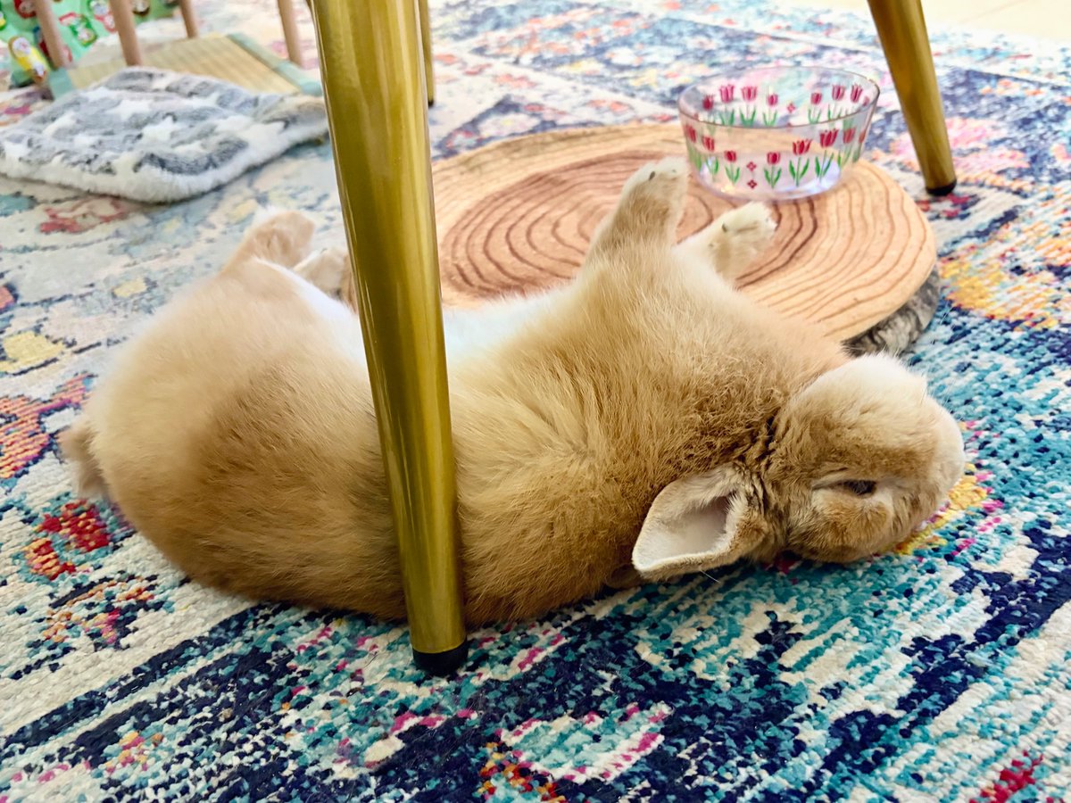 おはバニやで〜🐰☀️
さすがに心配された寝相のワシ🤭💦