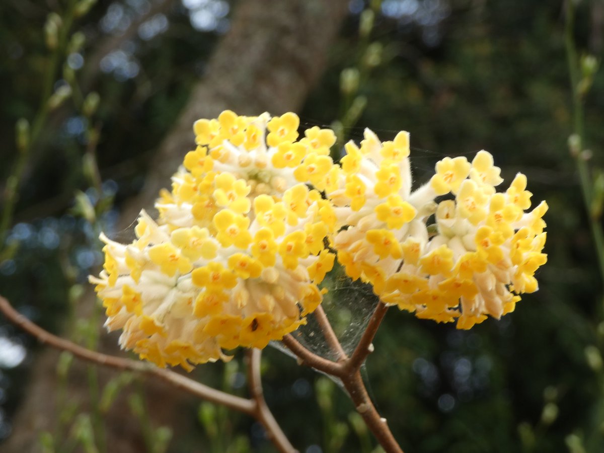 たけなかいさお tweet media