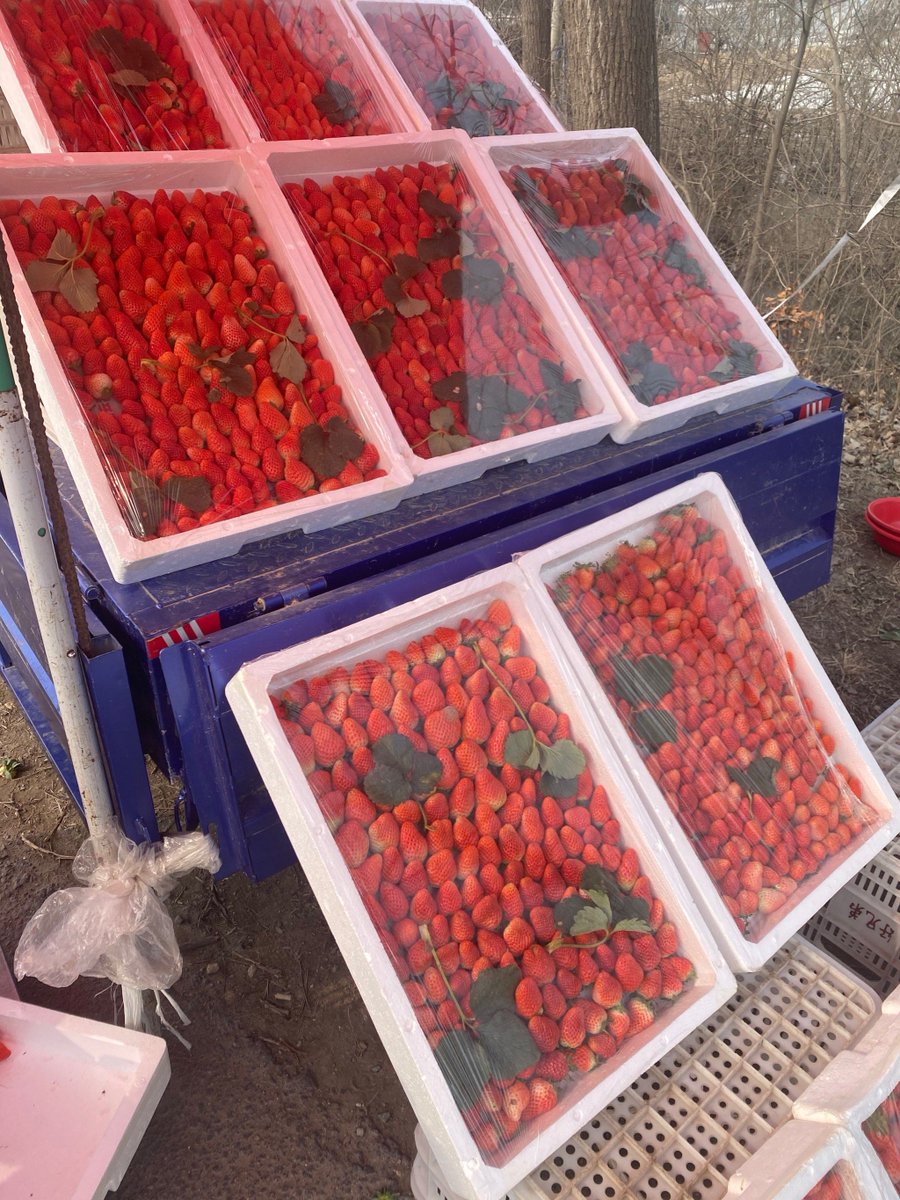 Sheryl Rose tweet media