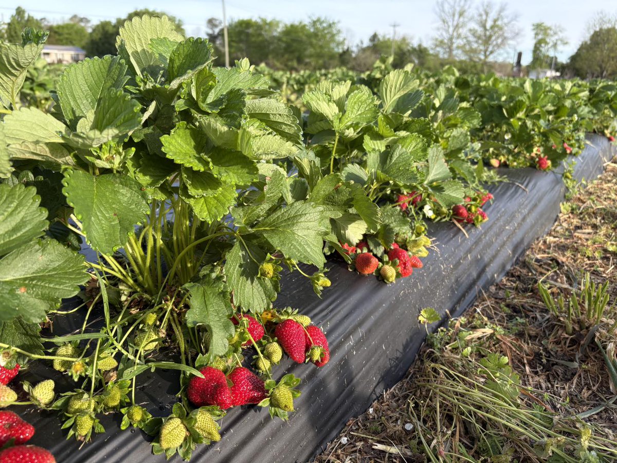 Visit North Alabama tweet media