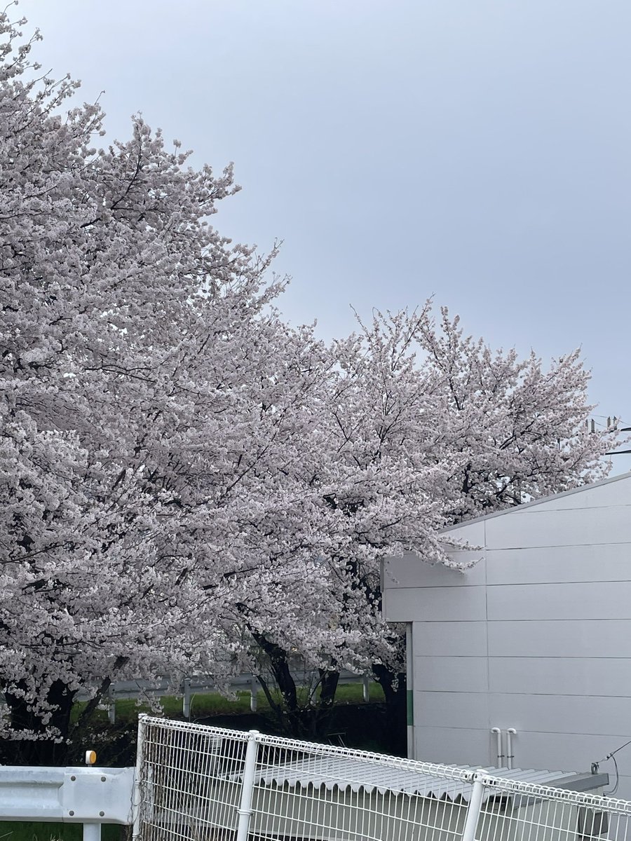 ペルシア tweet media