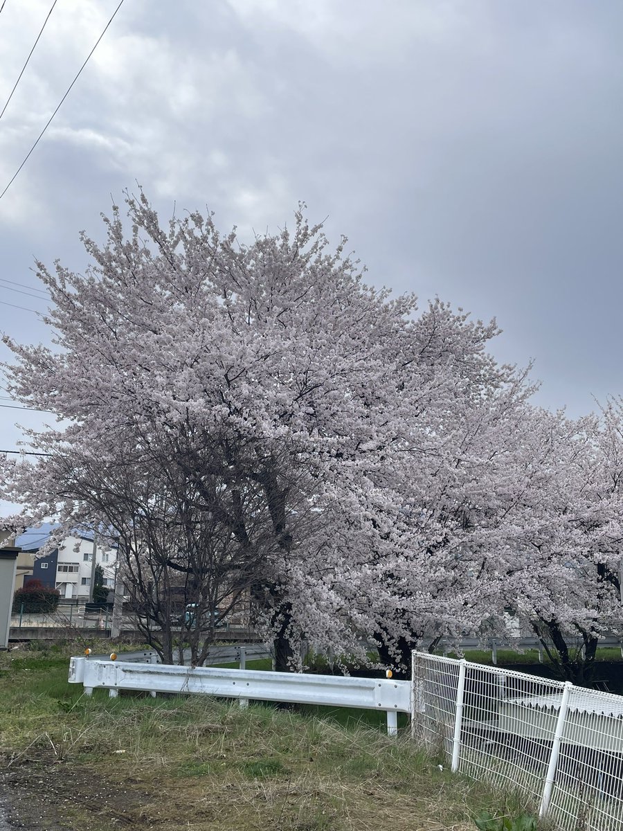 ペルシア tweet media