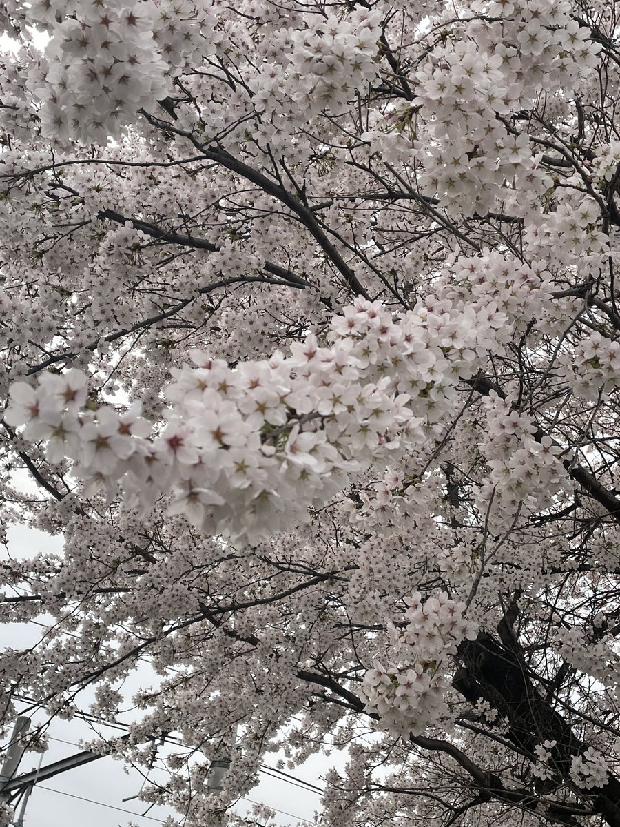 ペルシア tweet media