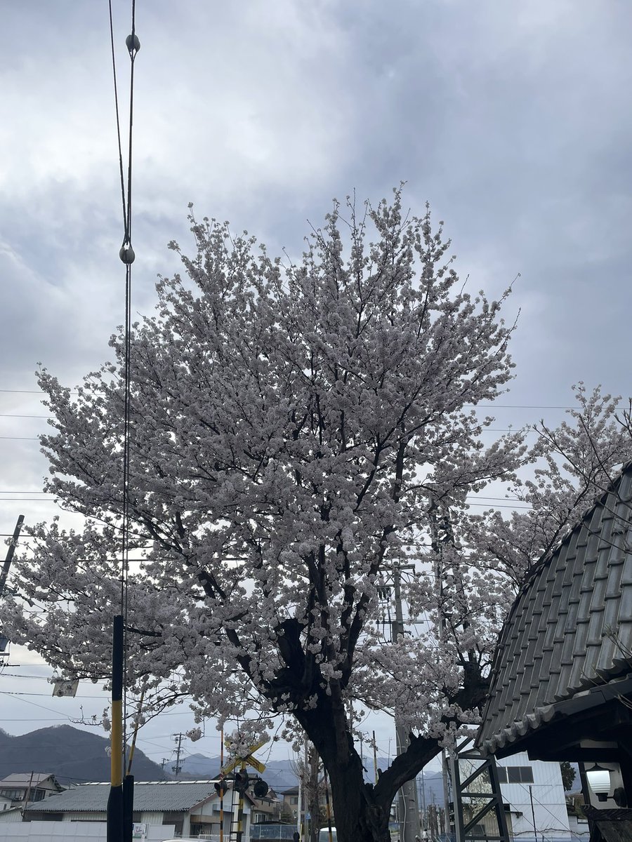 ペルシア tweet media