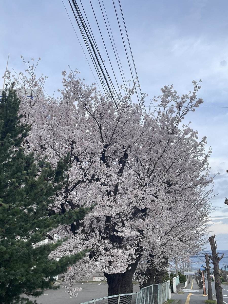 ペルシア tweet media