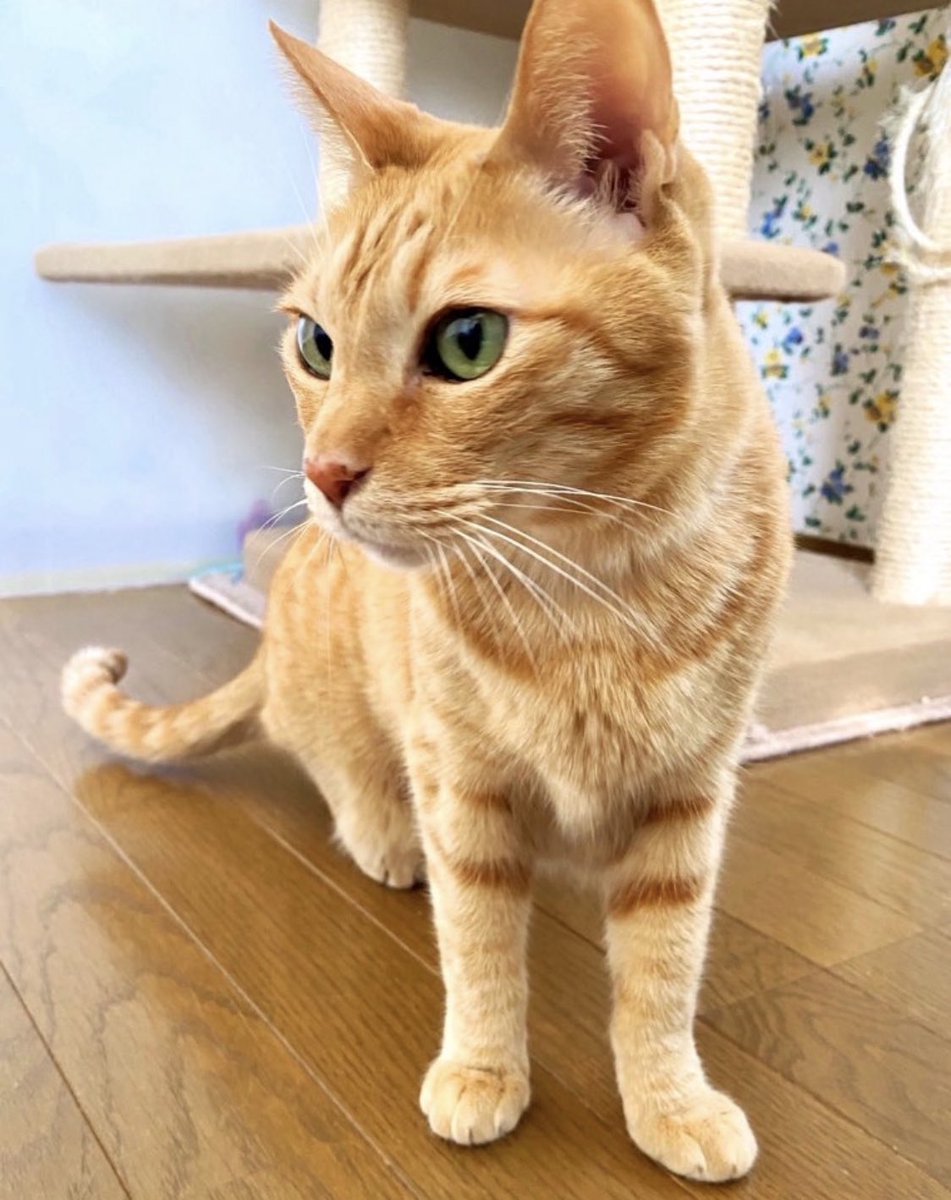 ソレイユ tweet media