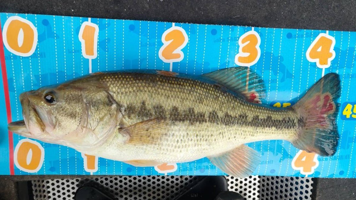 釣船小川亭@相模湖 tweet media