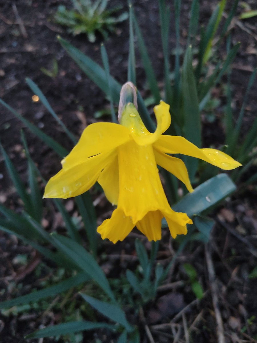 Nata27Best's tweet image. After the rain. 💧🌾💧
#MyPhoto
#FlowersOnX
#SpringVibes