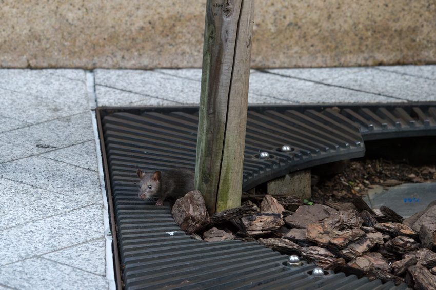 原啓義@街ネズミ写真家 tweet media