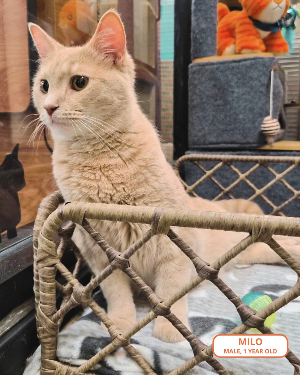 FeralCatProgramGA tweet media