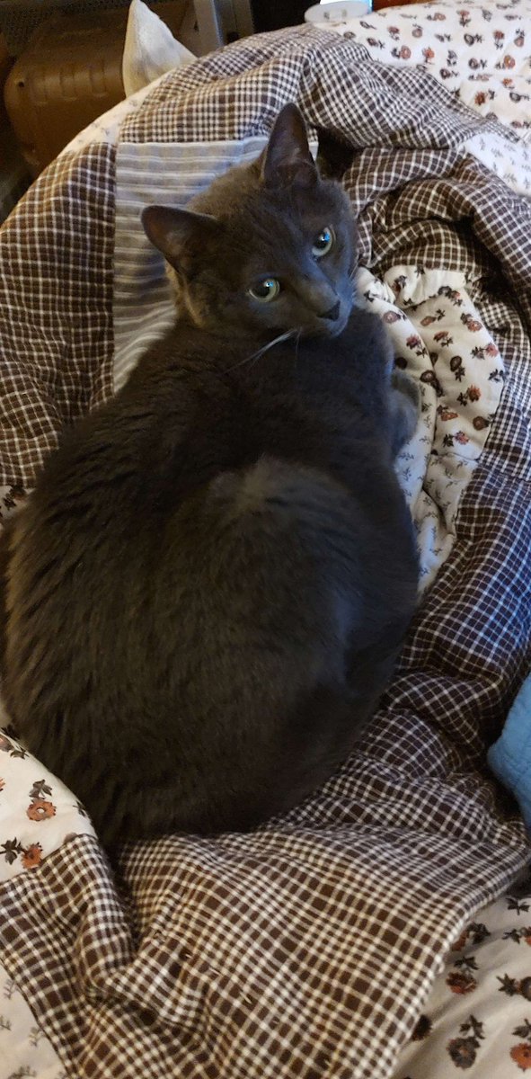 Cleric The Mimic (Vtuber) tweet media