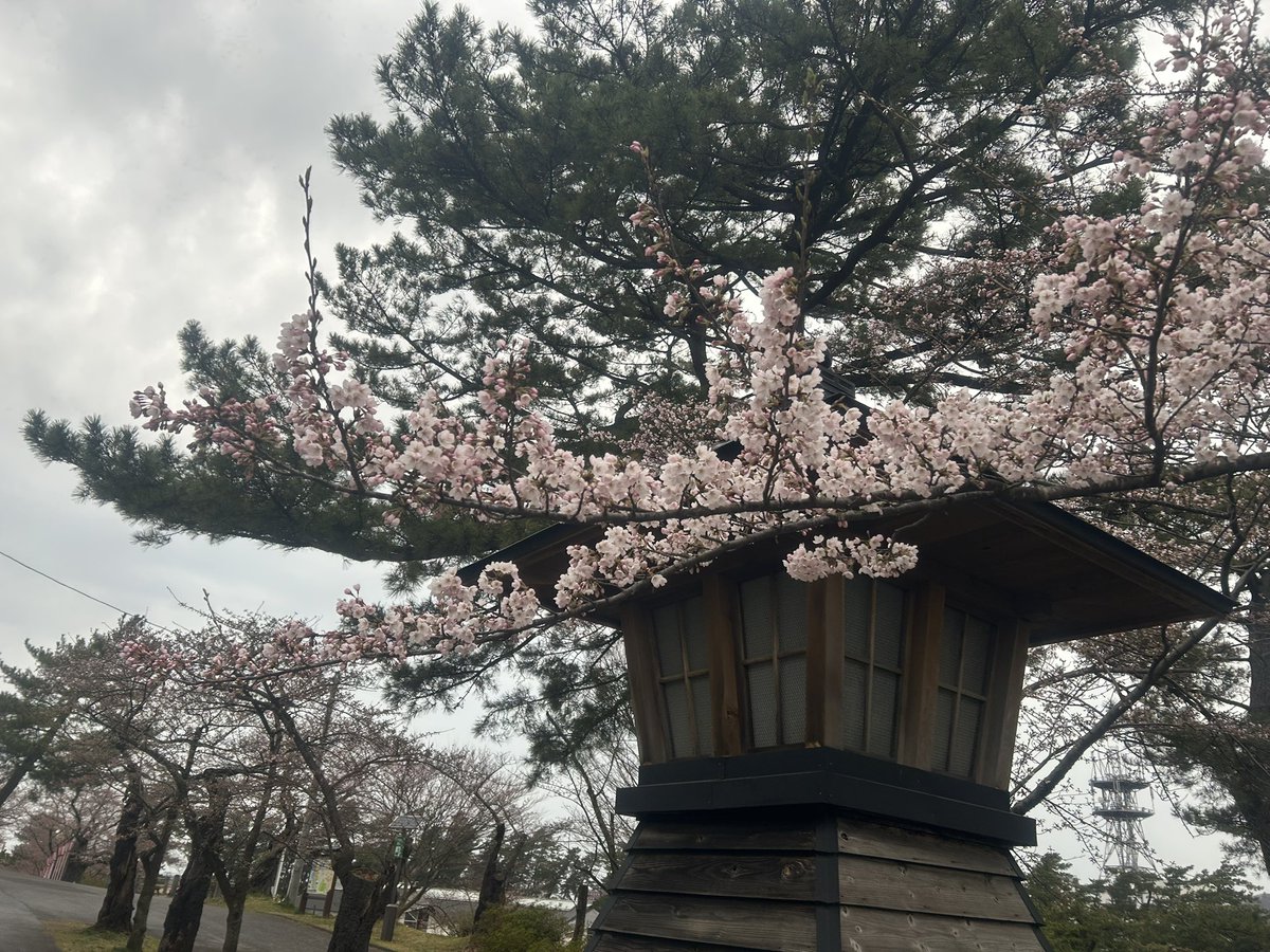komatuu's tweet photo. 桜が咲いてました。　#由利本荘市 #本荘公園 #桜 #ソメイヨシノ https://t.co/m7AwfmvN3h