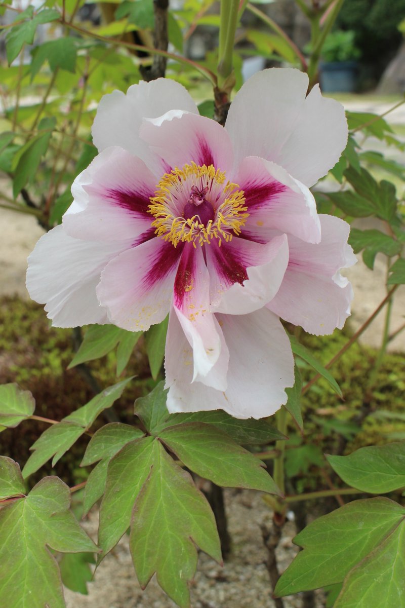 建　茂 tweet media