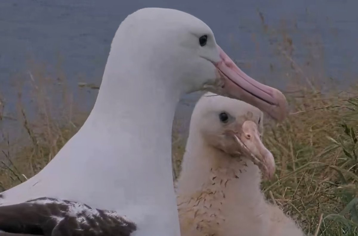 RoyalAlbatrossCam tweet media