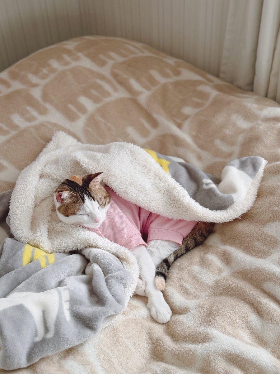 めるきど𓏲𓎨𓁉 tweet media