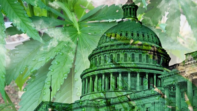 Cannabis Seed Bank of ME • R&D tweet media