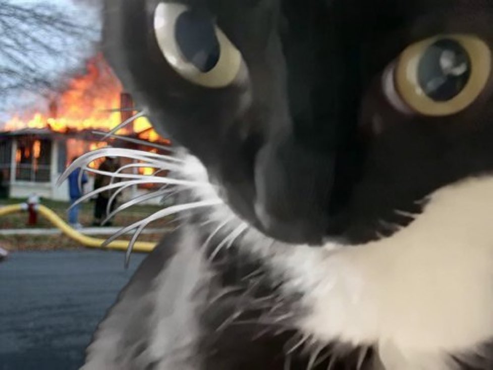 gatos fazendo gatices tweet media