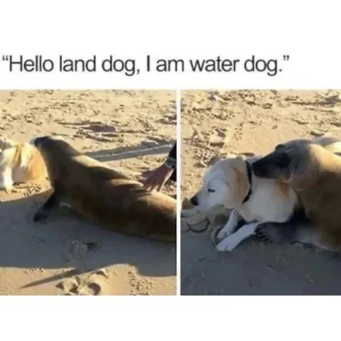 WholesomeMemes tweet media