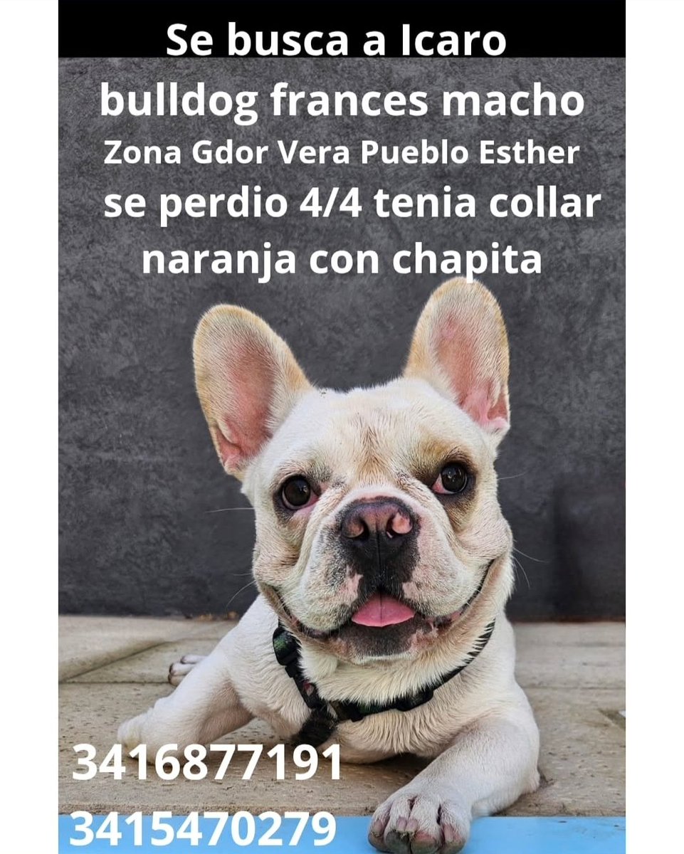 Rosariociudadok's tweet photo. Ayuda Twitter buscan a ICARO perdido en zona Pueblo Esther.
Gracias por compartir https://t.co/Y6PCg34hYb