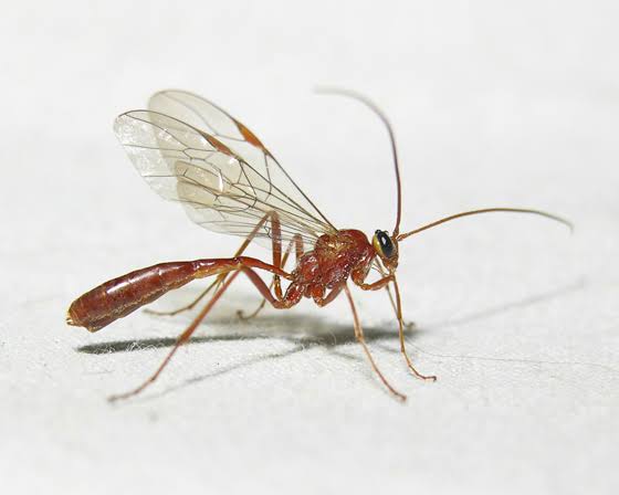 veritaspalisade's tweet photo. ᅠᅠᅠhttps://t.co/KOO6gRJXqy She's named after a genus of parasitic wasps! They look kiiinda like the qurio too- 
(Also Ophion isn't her real name) https://t.co/3AaDvXQx2T