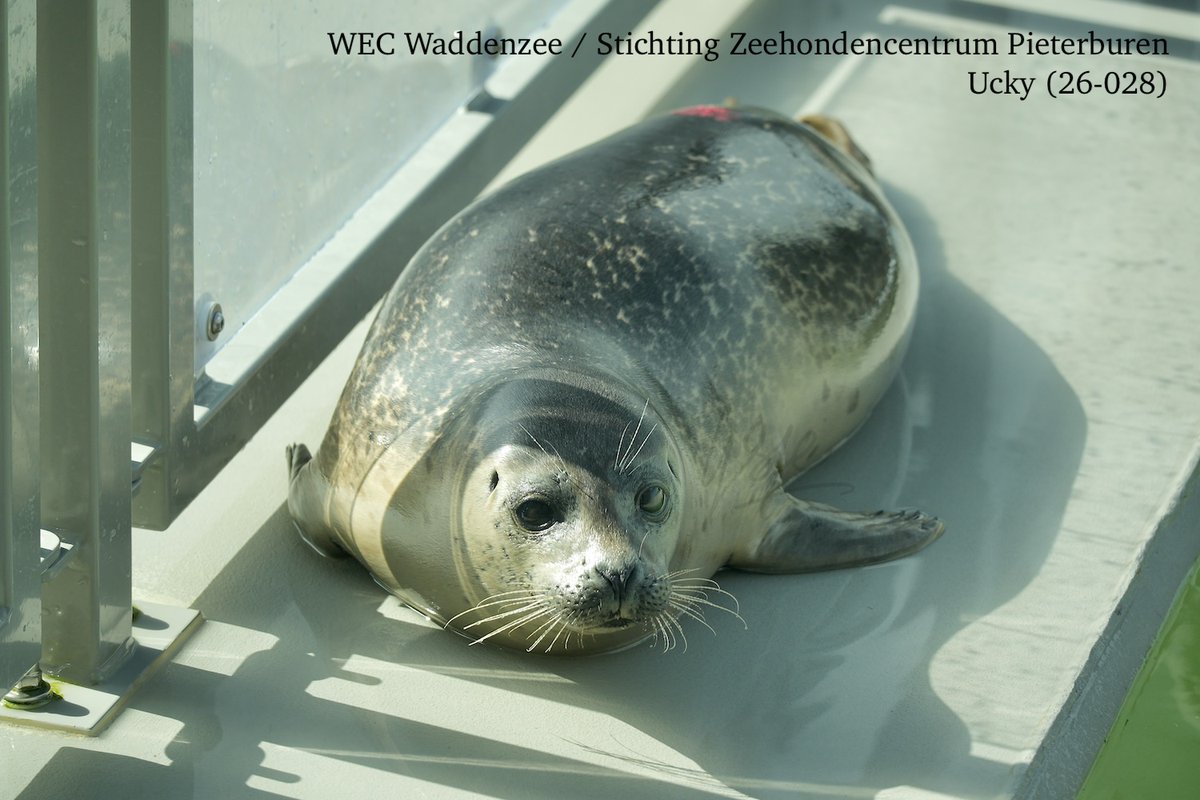 Ucky「お魚はどこ？もっとちょうだい？」🦭💭🐟
"Where's my fish? More please!" -- Ucky

#アザラシ幼稚園
#zeehondencentrum
#WECWaddenzee