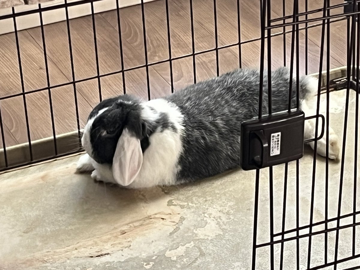 チョビ tweet media