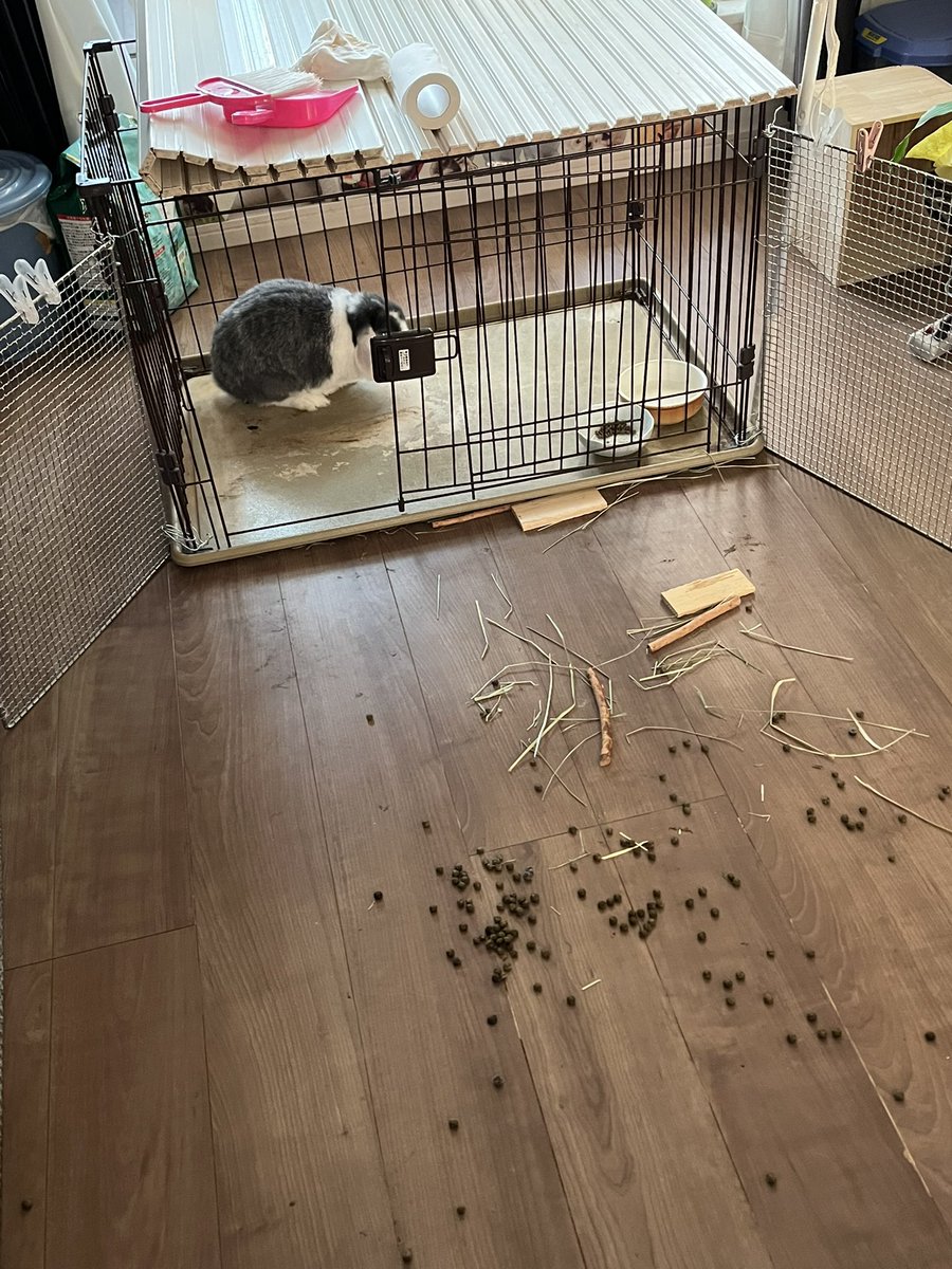 チョビ tweet media