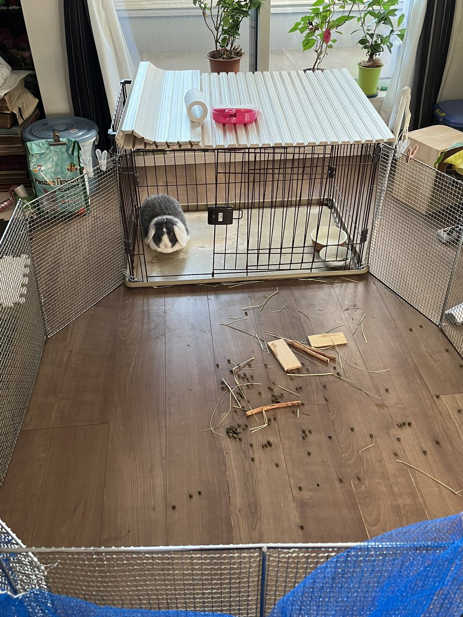 チョビ tweet media