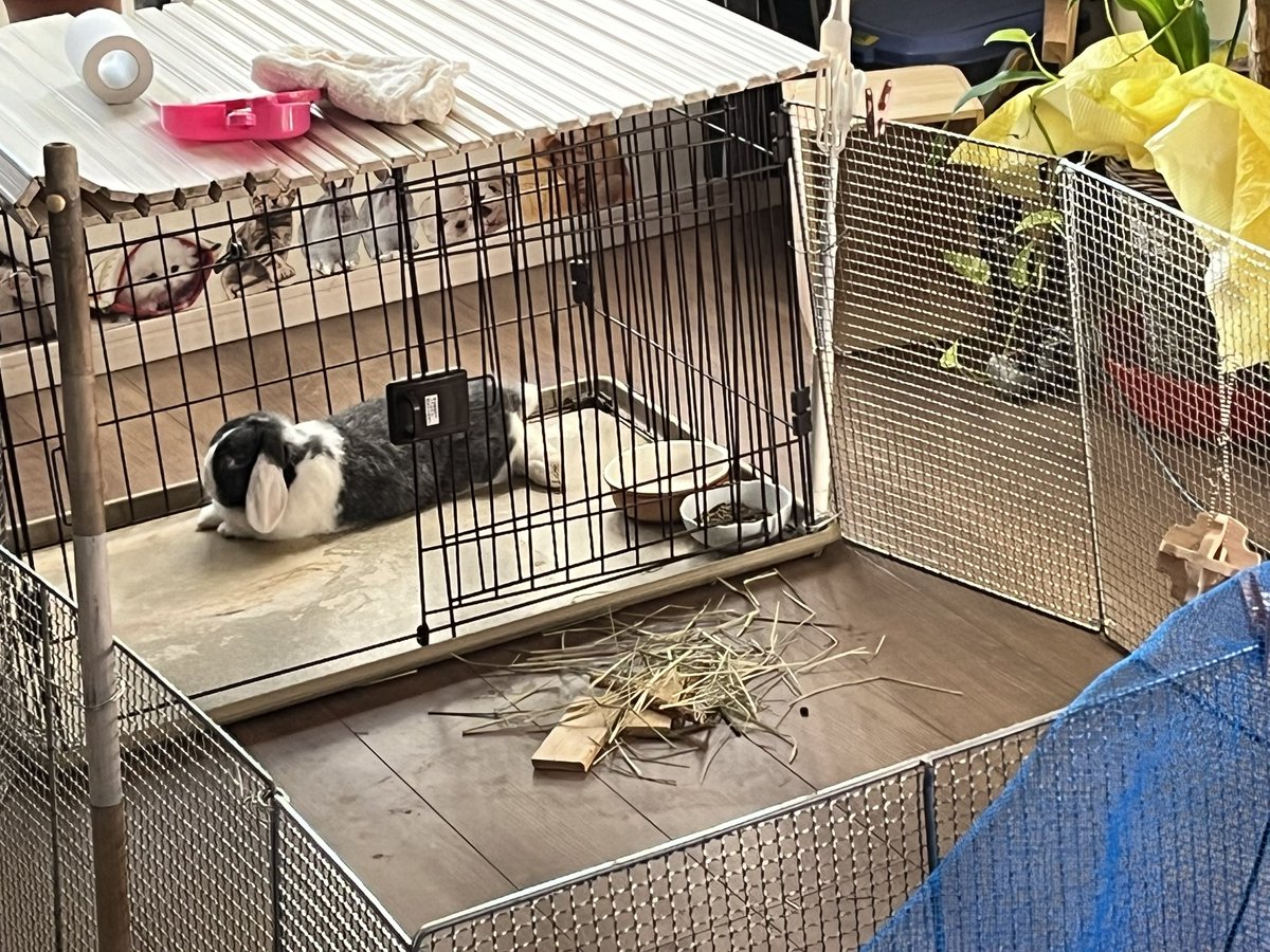 チョビ tweet media