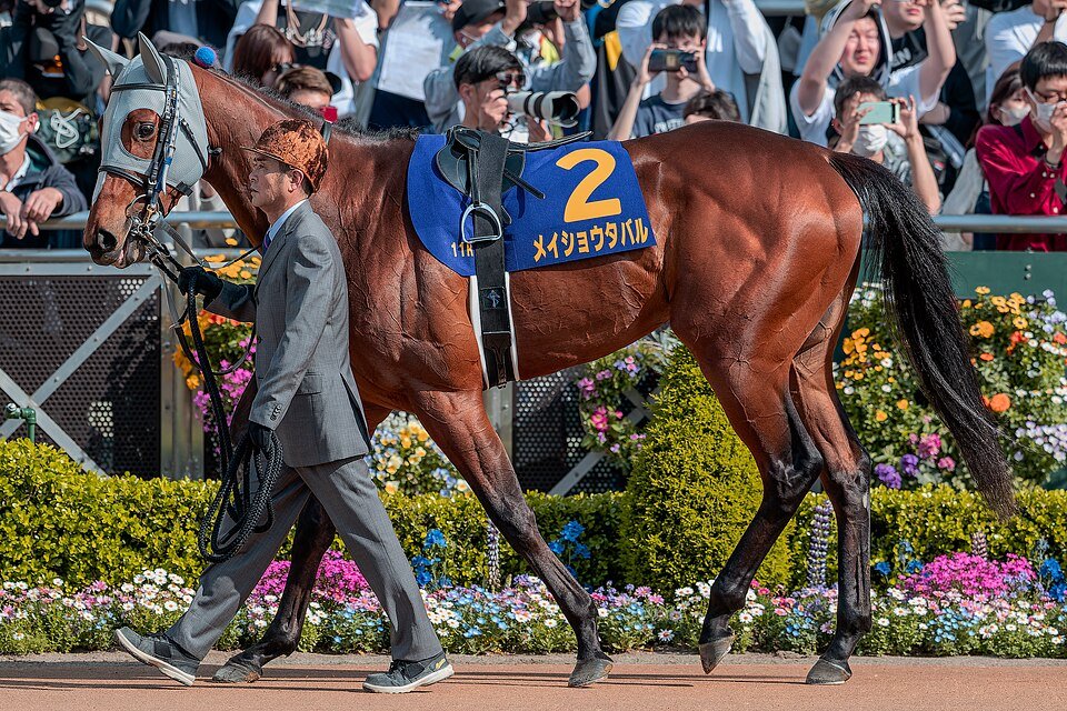 競馬インフォメーションクラブ(個人で運営) tweet media