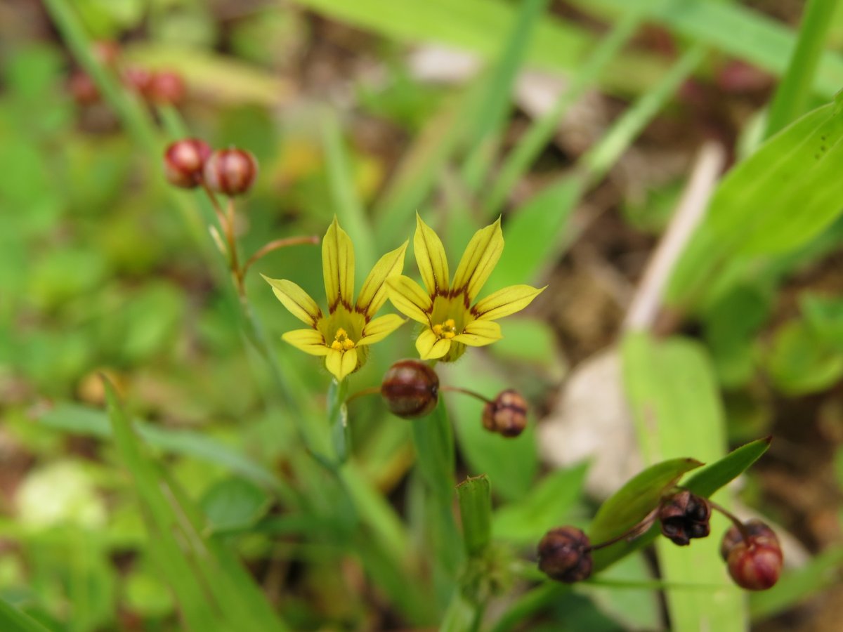 西表カイネコ tweet media