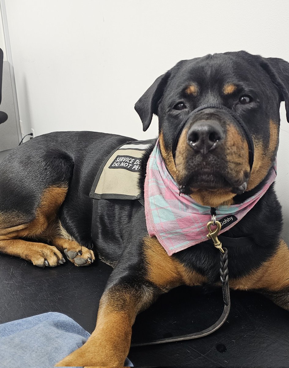 Team Servicerottie🇨🇦🐕‍🦺🦽 tweet media