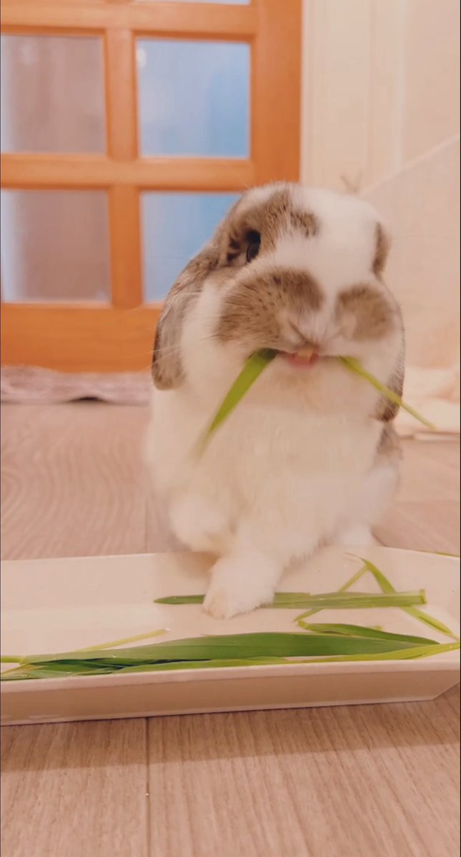 うさぎのうさじ tweet media